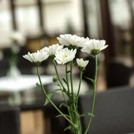 Hotel Hotel Dziki Potok Karpacz Karpacz